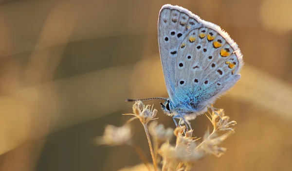 Schmetterling im Freien (polyommatus icarus)) — Stockfoto