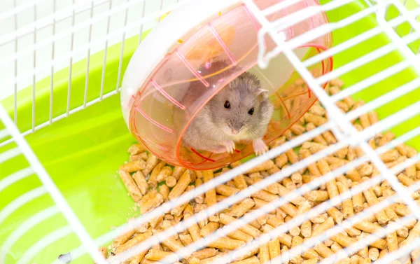 Niedlicher Hamster sitzt in einem Käfig und schaut durch die Gitterzellen — Stockfoto