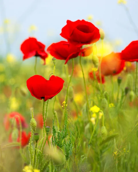 Quelques coquelicots sur le champ vert dans la journée ensoleillée — Photo