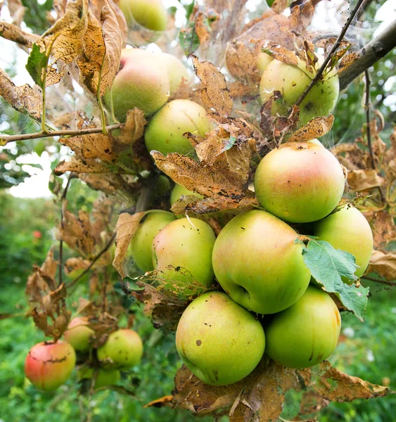 Gren av grönt äpple med mask hål hängande från träd — Stockfoto