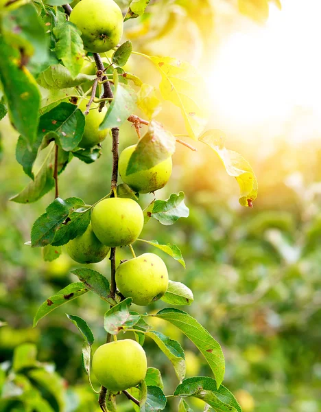 Green apples on a branch ready to be harvested, outdoors, select — Stock Photo, Image