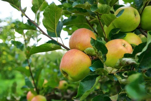 Wilde rote Äpfel an einem Zweig mit grünen Blättern. Nahaufnahme. — Stockfoto