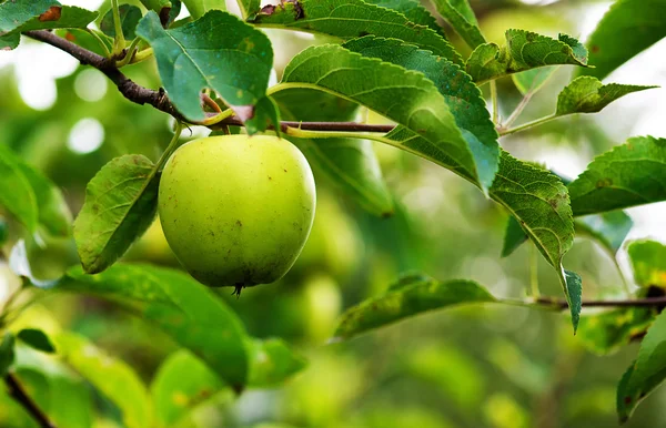 Frischer und schmackhafter grüner Apfel — Stockfoto