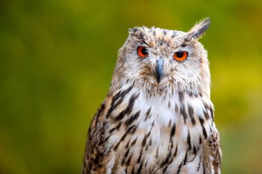 Yırtıcı kuşun güzel bir görüntüsü. Büyük kartal baykuş. (Bubo bubo sibiricus)
