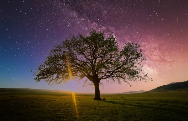 天の川銀河の下のフィールド上の孤独な木 ドブロギア ルーマニア — ストック写真