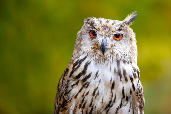 Beautiful Shot Bird Prey Great Eagle Owl Bubo Bubo Sibiricus — Stock Photo, Image