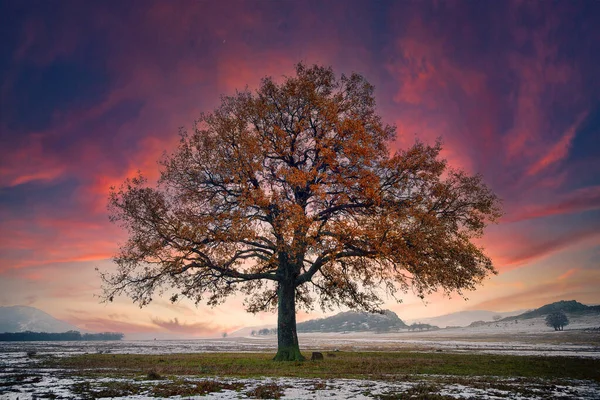 Quercia Singola Nel Periodo Invernale — Foto Stock