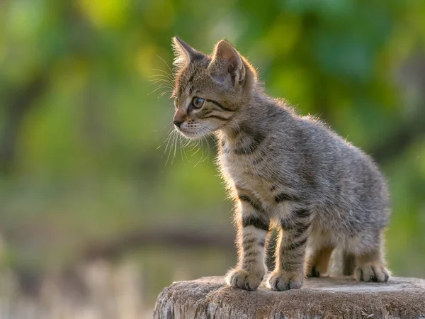 gray cat side view portrait in sunlight