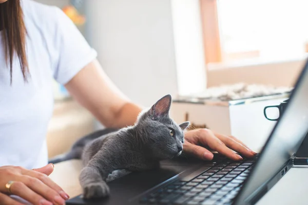 Jeune Femme Shirt Blanc Assis Avec Chat Sur Ses Genoux — Photo