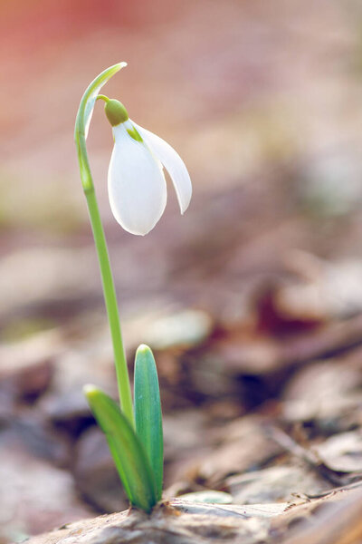 Snowdrop or common snowdrop (Galanthus nivalis) flowers