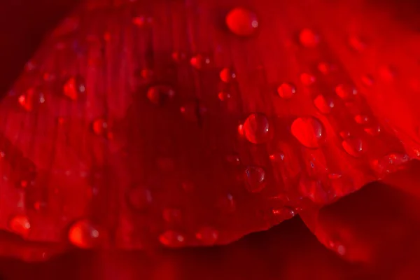 Close Red Bright Poppy Flower Water Drops — Stock Photo, Image