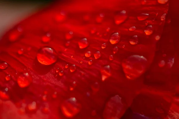 Close Red Bright Poppy Flower Water Drops — Stock Photo, Image