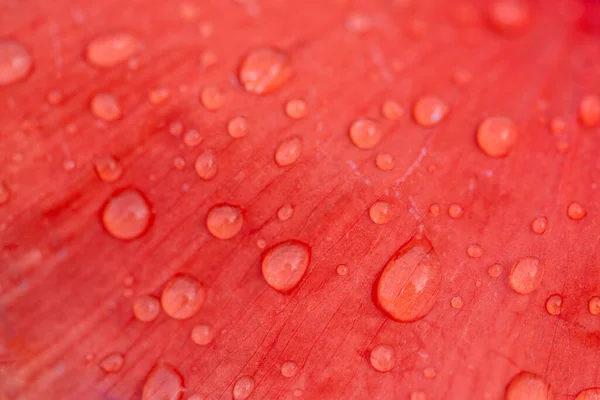 Close Red Bright Poppy Flower Water Drops — Stock Photo, Image