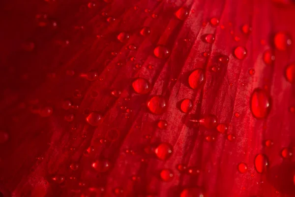 Close Red Bright Poppy Flower Water Drops Royalty Free Stock Photos