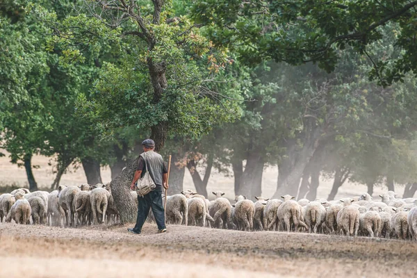 Shepherd His Sheep — Stock Photo, Image