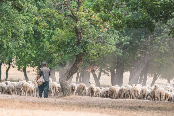 Pasterz Owcami — Zdjęcie stockowe
