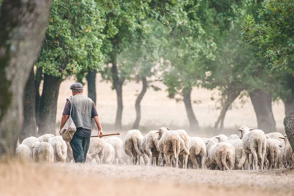 Herder Met Zijn Schapen — Stockfoto