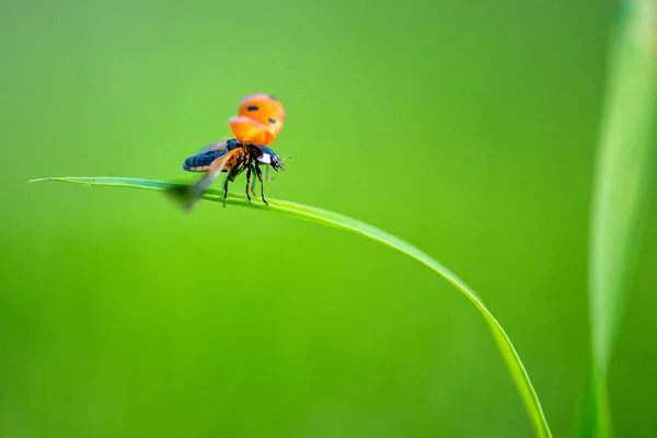 Ladybug Green Leaf Sunny Day — Stock Photo, Image