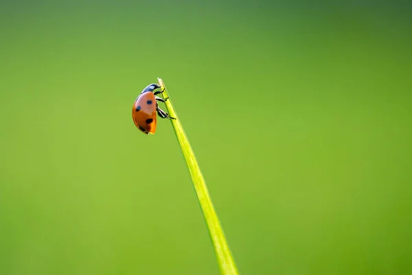 Ladybug Green Leaf Sunny Day — Stock Photo, Image