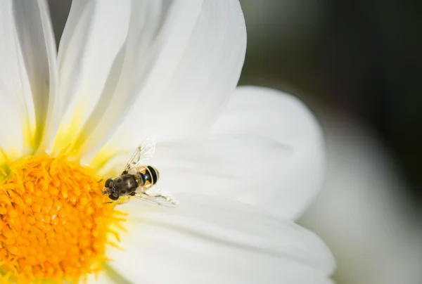 Pollinating bee — Stock Photo, Image