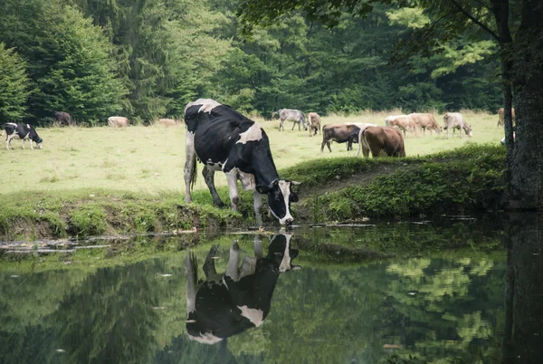 Vacas em Green field — Fotografia de Stock