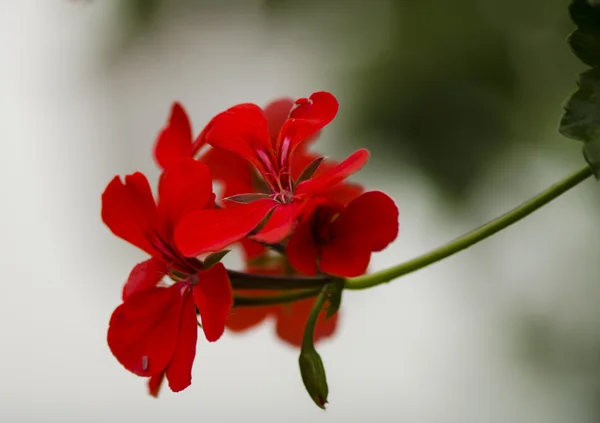 Bel fiore rosso (Pelargonium ) — Foto Stock