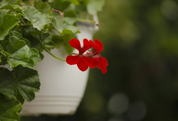 Flor vermelha agradável (Pelargonium ) — Fotografia de Stock