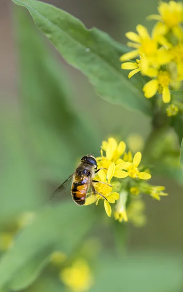 Polinización de abejas — Foto de Stock