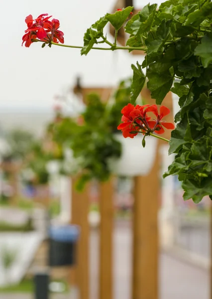 Schöner Blumenschmuck (Pelargonien)) — Stockfoto