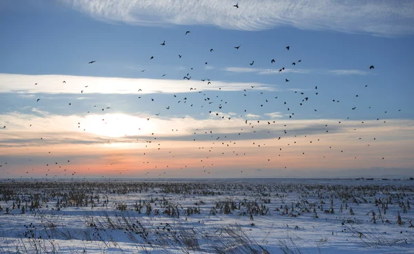 Zwerm vogels in de winter — Stockfoto