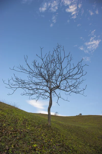 Osamělý strom na podzim — Stock fotografie