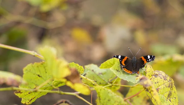 Schmetterling im Sommergarten — Stockfoto