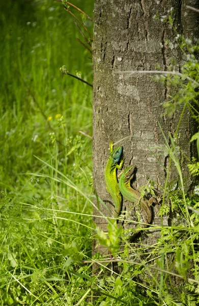 Due lucertole verdi su una corteccia d'albero — Foto Stock