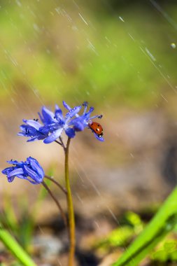 Menekşe bellflowers bahar yağmur sırasında üzerinde tek uğur böceği
