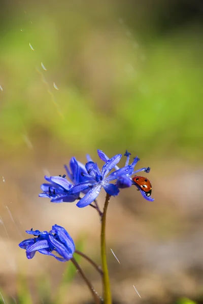 Joaninha solteira em flores de sino violeta na primavera durante a chuva — Fotografia de Stock