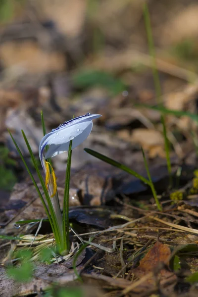 Sterren tulip - tulipa turkestanica — Stockfoto