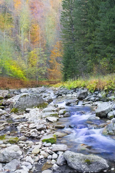 River and autumn tree. Beautiful autumn landscape — Stock Photo, Image