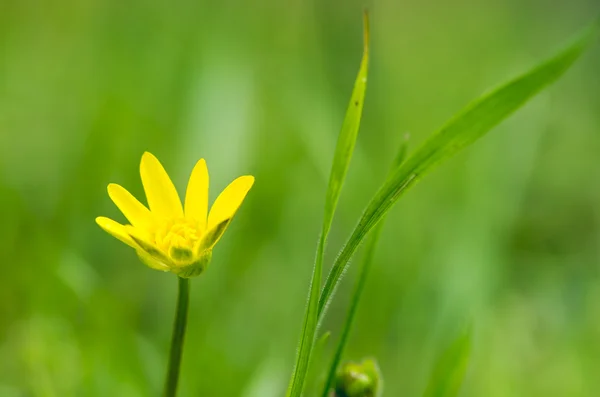 Yellow spring flower macro close up — Stock Photo, Image
