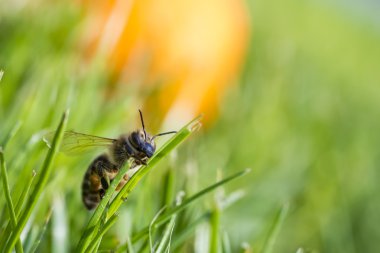 Çim bir bıçak üzerinde tırmanma bal arısı