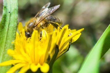 Arı üzerinde sarı bir çiçek pollinating