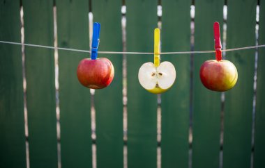 Apples hanging on the rope to dry clipart