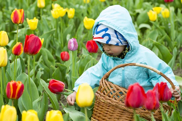 Roztomilé batole dívka sběru tulipánů — Stock fotografie