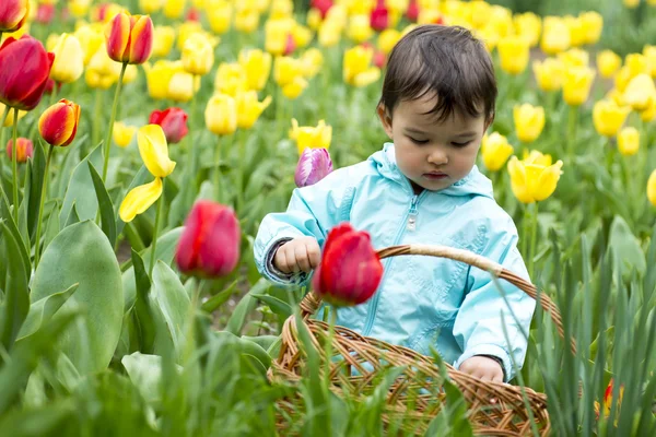 Adorabile bambino ragazza raccogliendo tulipani — Foto Stock