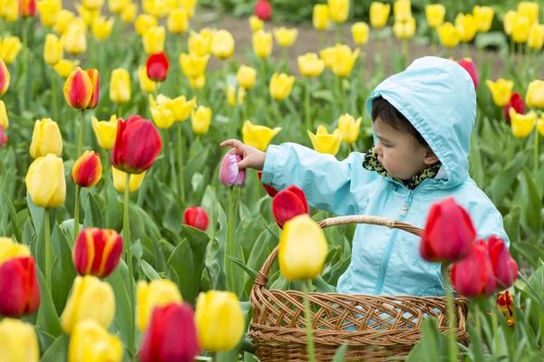 Adorable niña pequeña recogiendo tulipanes —  Fotos de Stock