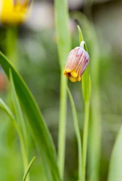 Pomarańczowy fritillaria w tha ogród — Zdjęcie stockowe