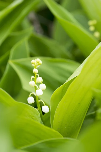 Białe kwiaty maja konwalia - Convallaria majalis — Zdjęcie stockowe