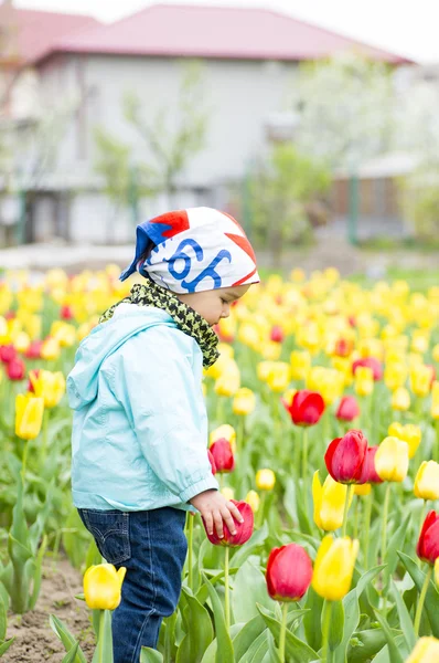 Hermosa niña en un campo de tulipanes — Foto de Stock