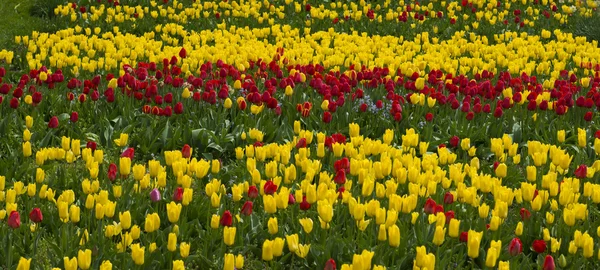 Beau champ de tulipes colorées — Photo