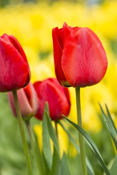 Krásné červené tulipány — Stock fotografie