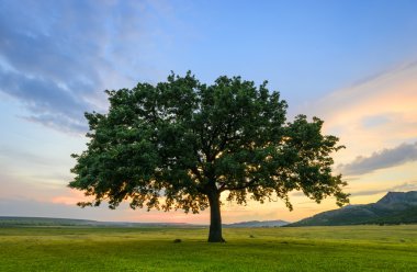 Beautiful Oak at the sunset clipart